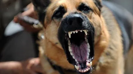 ¿Puede la Mordedura de un Perro Llevarte a la Cárcel? Abogado Defensor Penal Explica los Posibles Cargos Criminales