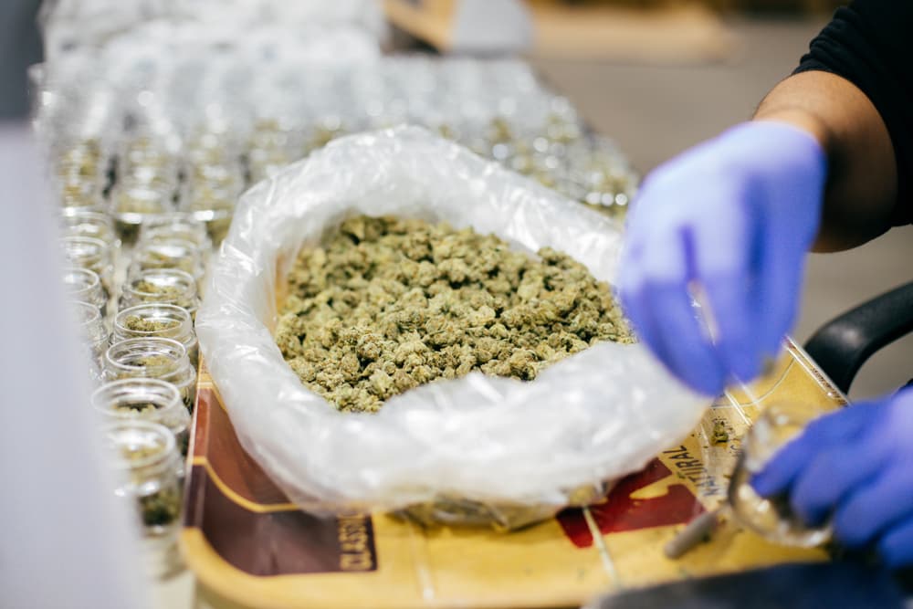 Legal Cannabis Packaging, Marijuana Production, and Weed Distribution in Florida.