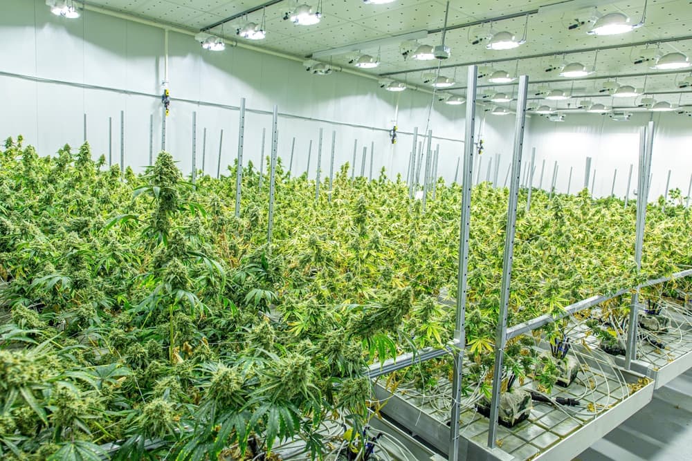 Cannabis Cultivation, Marijuana Growing, and Plant Background Information